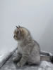 Zdjęcie №1. kot brytyjski krótkowłosy - na sprzedaż w Montreal | negocjowane | Zapowiedź № 81995