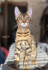 Zdjęcie №2 do zapowiedźy № 7764 na sprzedaż  kot bengalski - wkupić się Federacja Rosyjska hodowca