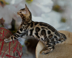 Zdjęcie №2 do zapowiedźy № 5283 na sprzedaż  kot bengalski - wkupić się Ukraina od żłobka, hodowca