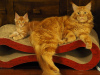 Zdjęcie №3. Śliczne kocięta Maine Coon są już dostępne. Holandia
