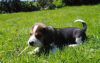 Zdjęcie №2 do zapowiedźy № 30082 na sprzedaż  beagle (rasa psa) - wkupić się Wielka Brytania prywatne ogłoszenie
