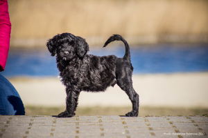 Zdjęcie №4. Sprzedam portugalski pies dowodny w Вашингтон. od żłobka - cena - 8402zł