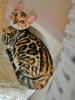 Zdjęcie №2 do zapowiedźy № 23716 na sprzedaż  kot bengalski - wkupić się Federacja Rosyjska od żłobka
