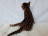 Zdjęcie №2 do zapowiedźy № 8738 na sprzedaż  kot bengalski - wkupić się Federacja Rosyjska od żłobka, hodowca