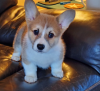 Zdjęcie №1. welsh corgi - na sprzedaż w Stockholm | negocjowane | Zapowiedź №96312