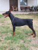 Zdjęcie №2 do zapowiedźy № 114628 na sprzedaż  doberman - wkupić się Serbia 