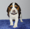 Zdjęcie №1. beagle (rasa psa) - na sprzedaż w Никосия | negocjowane | Zapowiedź №79586