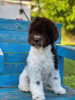 Zdjęcie №3. Szczenięta Lagotto Romagnolo. Serbia