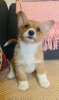 Zdjęcie №2 do zapowiedźy № 107203 na sprzedaż  welsh corgi - wkupić się USA 