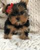 Zdjęcie №1. yorkshire terrier - na sprzedaż w Split | negocjowane | Zapowiedź №101973