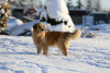 Zdjęcie №4. Sprzedam golden retriever w Wrocław. hodowca - cena - 10464zł