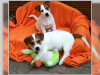 Zdjęcie №1. jack russell terrier - na sprzedaż w Berlin | Bezpłatny | Zapowiedź №127153