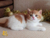 Zdjęcie №1. kot brytyjski krótkowłosy - na sprzedaż w Niżny Nowogród | 2221zł | Zapowiedź № 8529