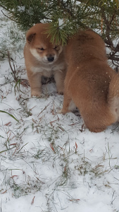 Zdjęcie №3. Shiba Inu. Szczenięta wysokiej rasy. Federacja Rosyjska