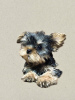 Zdjęcie №4. Sprzedam yorkshire terrier w Tbilisi. prywatne ogłoszenie - cena - negocjowane