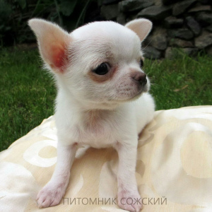 Zdjęcie №3. Szczenięta Chihuahua z hodowli. Białoruś