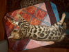Zdjęcie №2 do zapowiedźy № 7946 na sprzedaż  kot bengalski - wkupić się Federacja Rosyjska od żłobka
