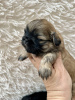 Zdjęcie №1. shih tzu - na sprzedaż w Los Angeles | 990zł | Zapowiedź №99263