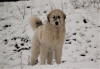 Dodatkowe zdjęcia: Szczeniaki pirenejskich psów pasterskich
