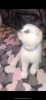 Zdjęcie №2 do zapowiedźy № 7533 na sprzedaż  chinchilla cat - wkupić się Białoruś prywatne ogłoszenie