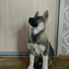 Zdjęcie №2 do zapowiedźy № 79265 na sprzedaż  pies nierasowy - wkupić się Federacja Rosyjska prywatne ogłoszenie
