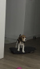 Zdjęcie №2 do zapowiedźy № 76626 na sprzedaż  beagle (rasa psa) - wkupić się Hiszpania prywatne ogłoszenie, hodowca