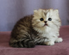 Zdjęcie №2 do zapowiedźy № 9489 na sprzedaż  kot brytyjski długowłosy - wkupić się Federacja Rosyjska hodowca