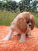 Zdjęcie №2 do zapowiedźy № 105945 na sprzedaż  cavalier king charles spaniel - wkupić się Niemcy hodowca