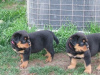 Zdjęcie №1. rottweiler - na sprzedaż w Santa Ana | Bezpłatny | Zapowiedź №124100