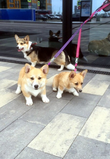 Dodatkowe zdjęcia: szczenięta pembroke walijskiego corgi