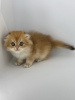 Zdjęcie №2 do zapowiedźy № 113927 na sprzedaż  scottish fold - wkupić się Federacja Rosyjska hodowca