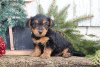 Zdjęcie №3. Niesamowity Golddust Yorkshire Terrier. Niemcy