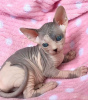 Zdjęcie №3. Adopcja Sphynx-Kätzchen zur. Niemcy