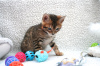 Zdjęcie №2 do zapowiedźy № 97934 na sprzedaż  kot bengalski - wkupić się Niemcy prywatne ogłoszenie, od żłobka
