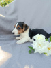 Zdjęcie №4. Sprzedam jack russell terrier w Krapkowice. hodowca - cena - negocjowane