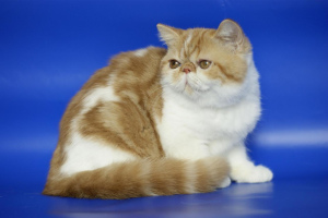 Zdjęcie №2 do zapowiedźy № 2167 na sprzedaż  kot egzotyczny - wkupić się Federacja Rosyjska hodowca