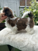 Zdjęcie №1. shih tzu - na sprzedaż w Alaska | 1783zł | Zapowiedź №66414