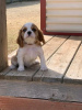 Zdjęcie №2 do zapowiedźy № 30133 na sprzedaż  cavalier king charles spaniel - wkupić się Wielka Brytania prywatne ogłoszenie