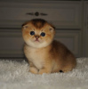 Zdjęcie №2 do zapowiedźy № 7958 na sprzedaż  chinchilla cat - wkupić się Białoruś prywatne ogłoszenie, hodowca