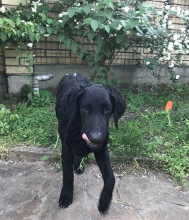 Zdjęcie №4. Sprzedam curly coated retriever w Kijów. od żłobka - cena - Negocjowane