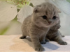 Zdjęcie №1. scottish fold - na sprzedaż w Мюнхен-Флугхафен | 1591zł | Zapowiedź № 118358