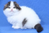 Zdjęcie №4. Sprzedam scottish fold w Куопио.  - cena - 837zł