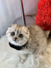 Zdjęcie №3. iloiset Scottish Fold -pennut, 10 viikkoa vanhat Pentumme lähtevät kotoa. Finlandia