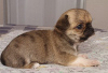 Dodatkowe zdjęcia: Chihuahua Red Sable Mini Boy