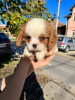 Zdjęcie №1. cavalier king charles spaniel - na sprzedaż w Zrenjanin | negocjowane | Zapowiedź №82048