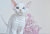 Zdjęcie №1. devon rex - na sprzedaż w Eindhoven | 9208zł | Zapowiedź № 44543