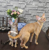 Zdjęcie №1. kot cornish rex - na sprzedaż w Гамбург | 837zł | Zapowiedź № 123672