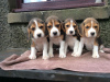 Zdjęcie №1. beagle (rasa psa) - na sprzedaż w Montpellier | 1321zł | Zapowiedź №31675