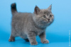 Zdjęcie №1. kot brytyjski krótkowłosy - na sprzedaż w Londyn | negocjowane | Zapowiedź № 95901