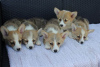 Dodatkowe zdjęcia: Szczenięta Welsh Corgi Pembroke